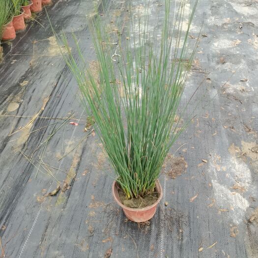 成都灯芯草 绿化苗木 花镜植物