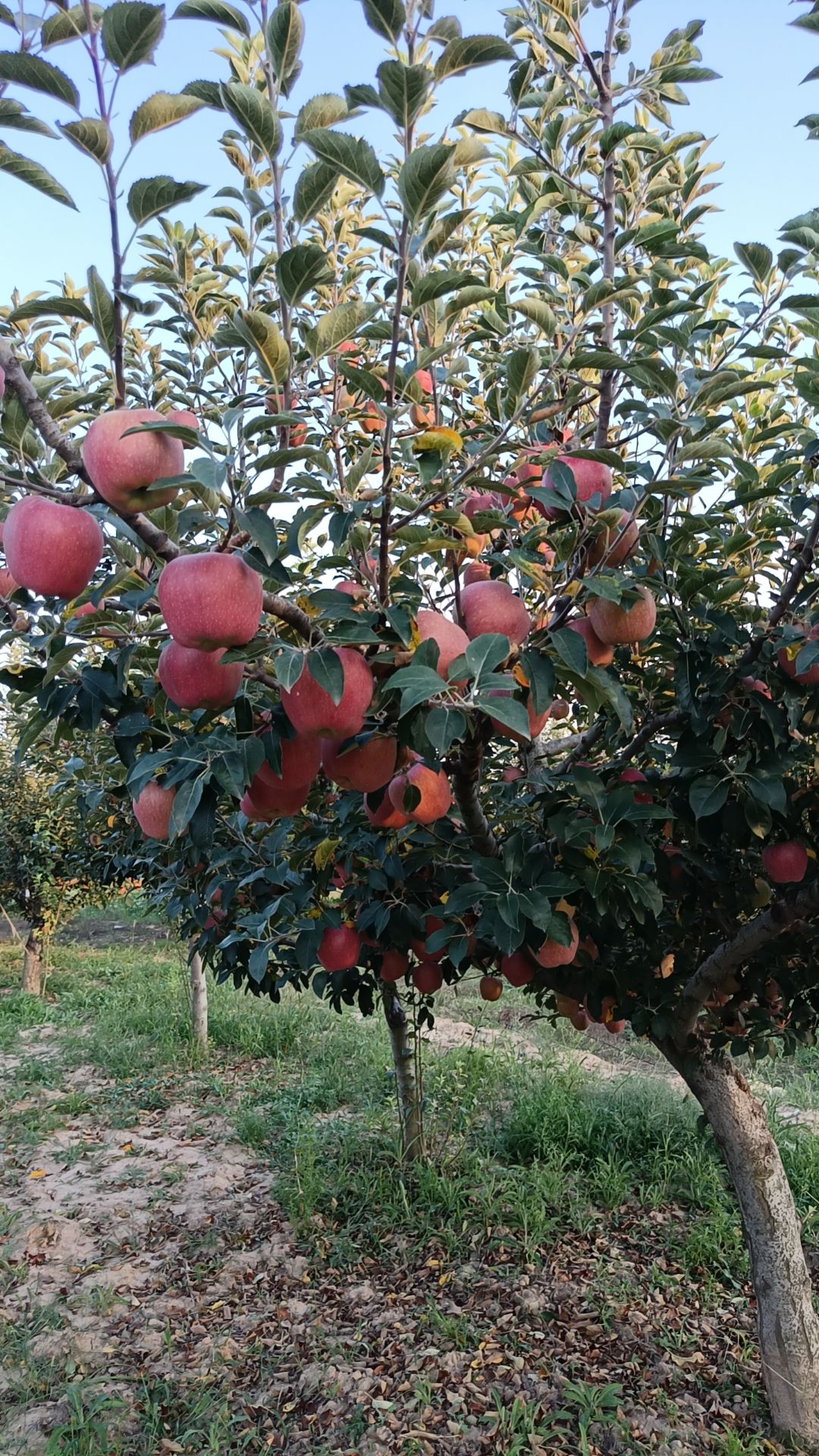 代收陕西延安宜川苹果