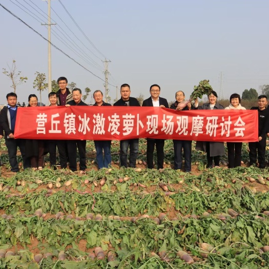 冰激凌水果萝卜 潍坊萝卜 三色冰激凌甜心 冰激凌紫美产地直供
