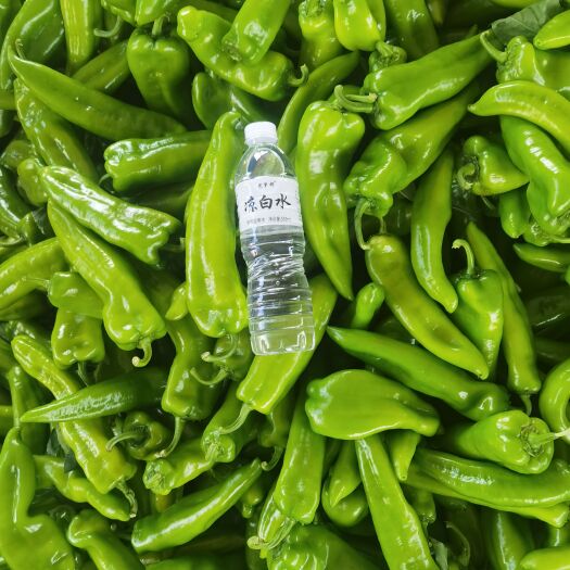 肇州县尖椒！黄心菜