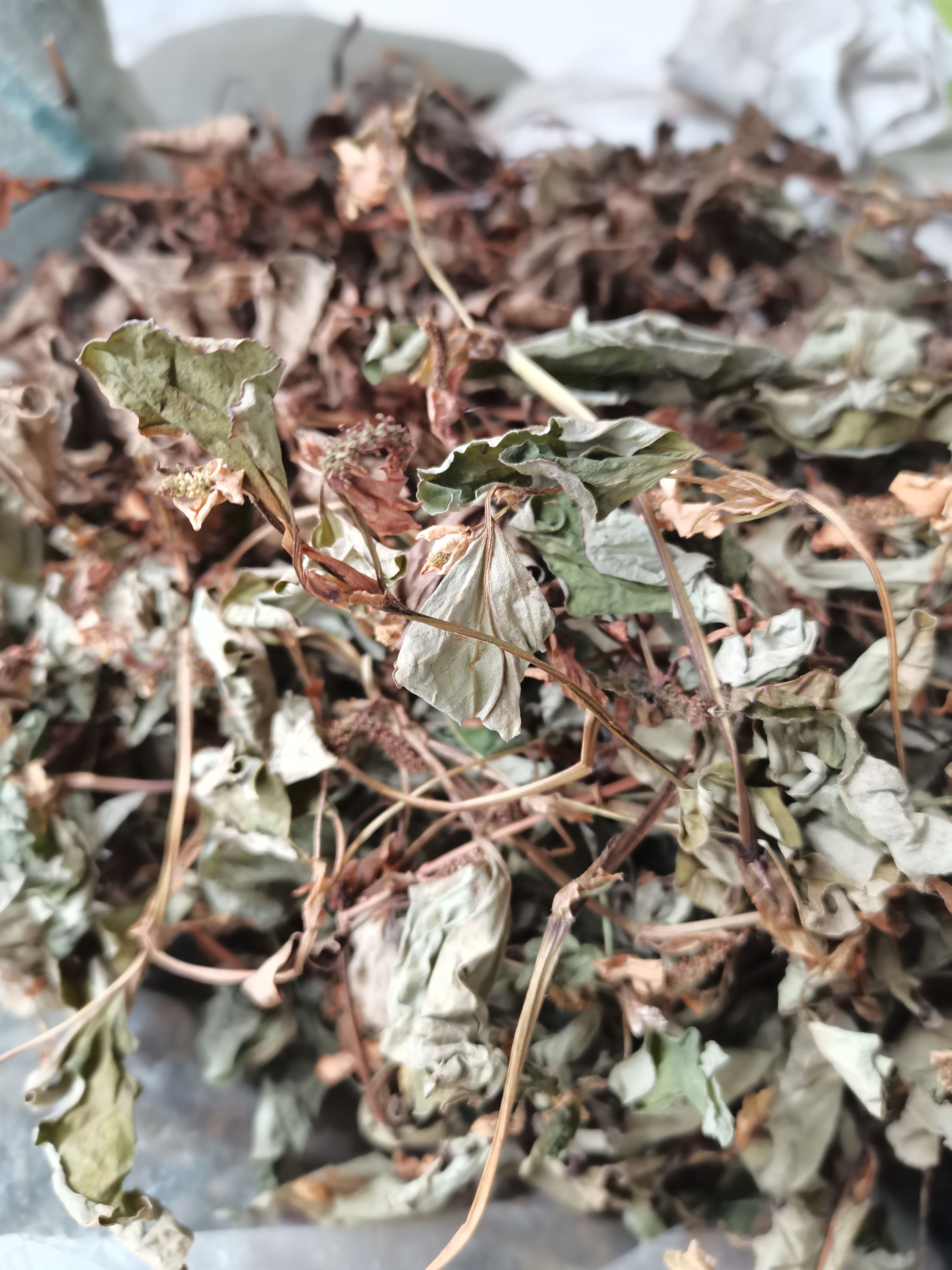 鱼腥草 贵州折耳根叶 全干货无硫晒干非人工种植产地一手货源