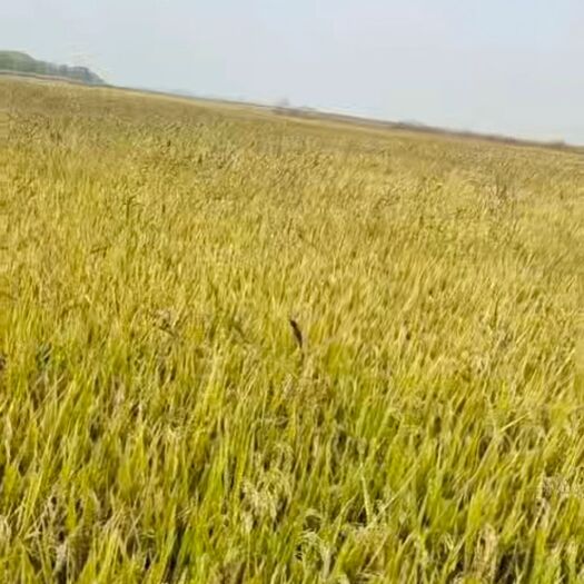 哈尔滨玉米水稻，有需要期货价格美丽