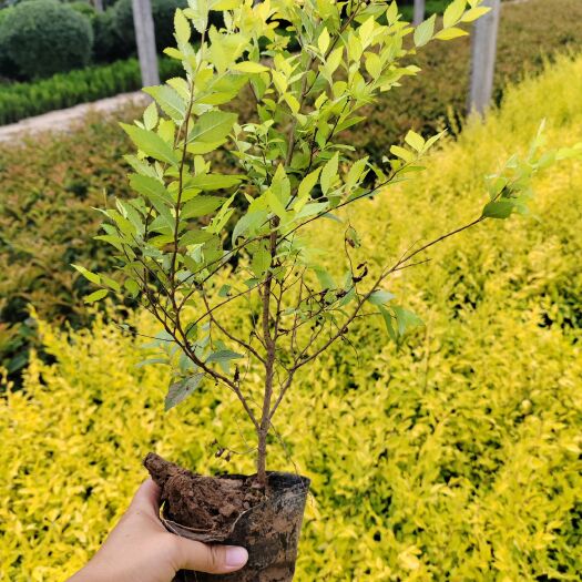 周至县营养杯金叶榆  西藏内蒙金叶榆 西北金叶榆 叶片金黄色块苗