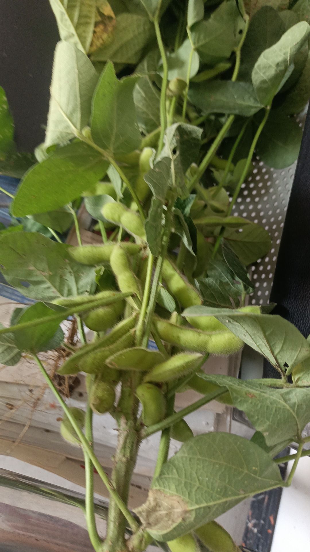 精品毛豆