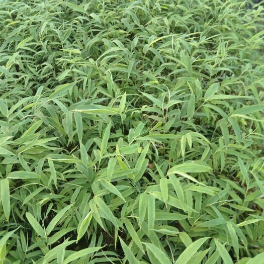 洪雅县金佛山方竹杯苗