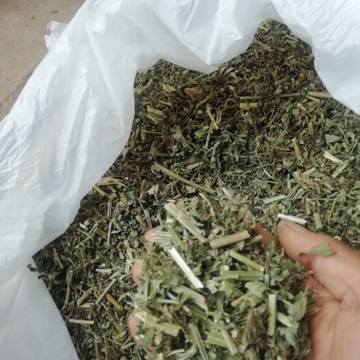 马鞭草