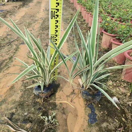 普宁市山菅兰多年生草本，适合作彩叶地被植物喜温暖湿润的环境