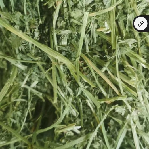 天津苜蓿草