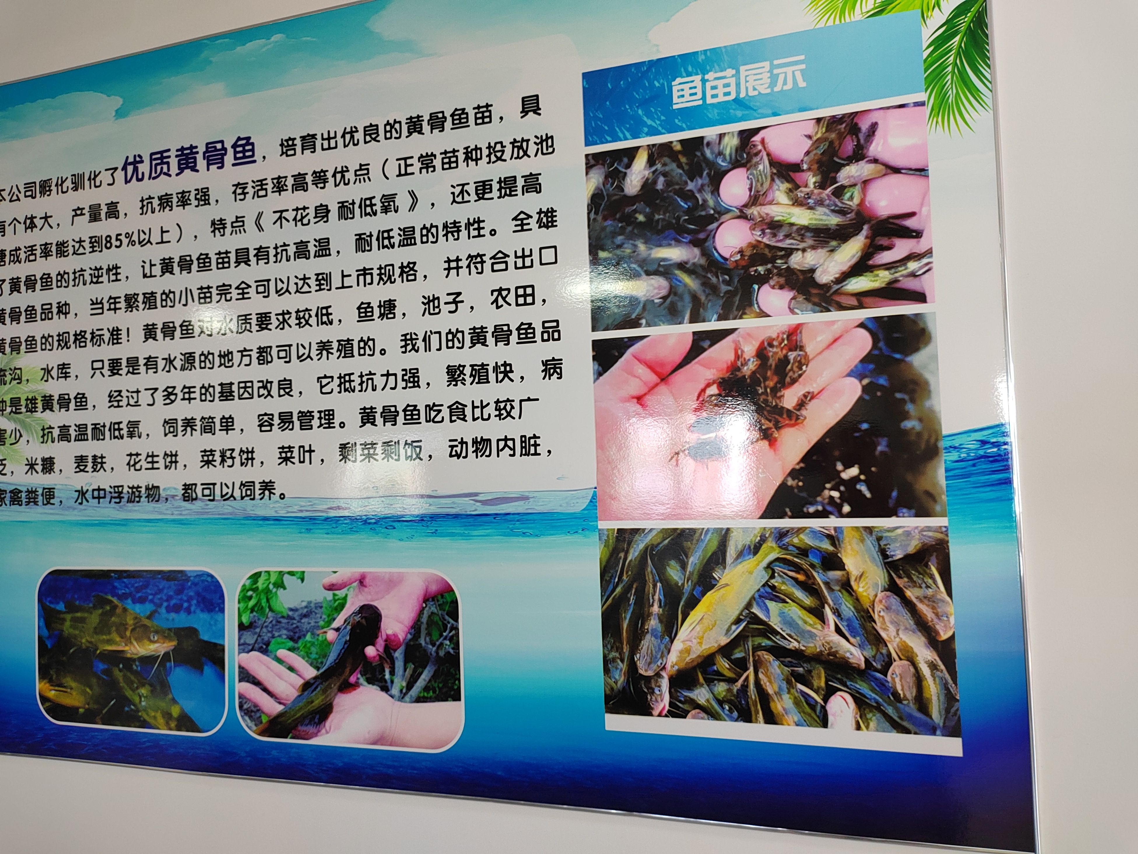 大量黄骨鱼