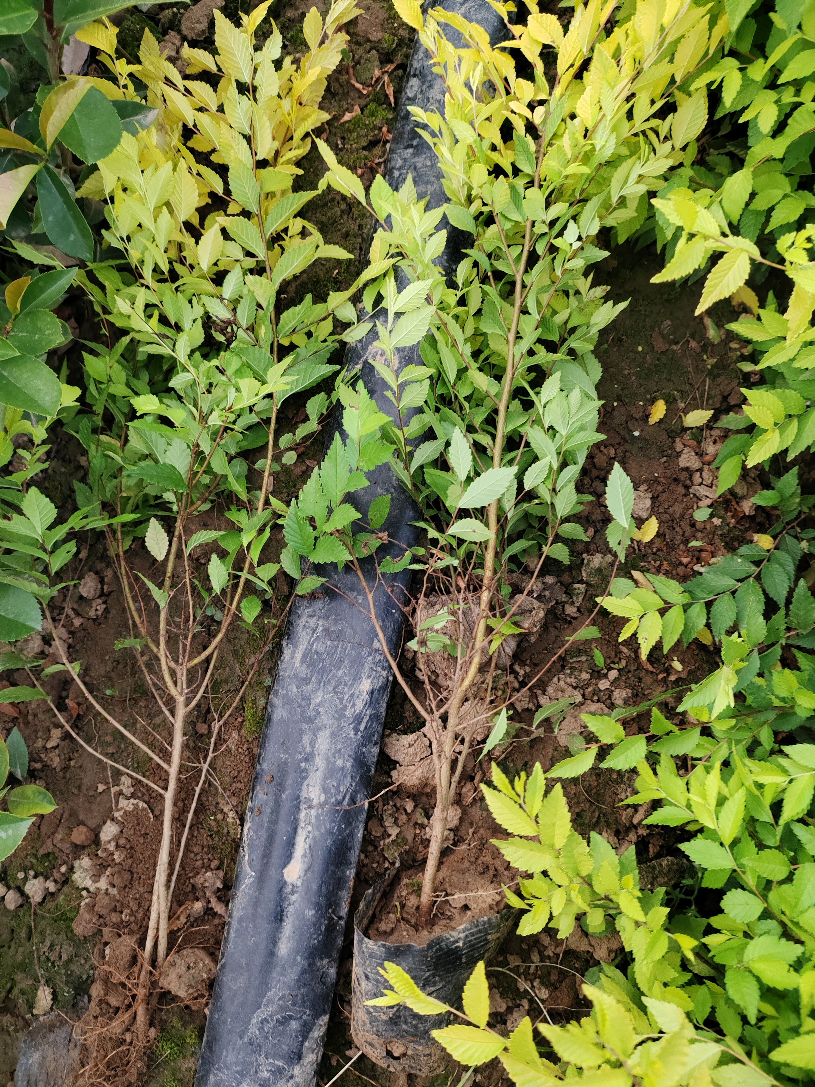 营养杯金叶榆  西藏内蒙金叶榆 西北金叶榆 叶片金黄色块苗