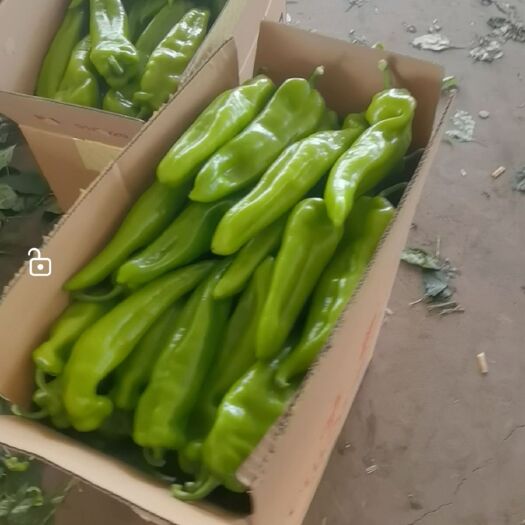 肇州县尖椒
