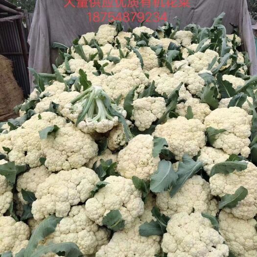 肥城市有机花菜～大量上市中～原产地实力供货