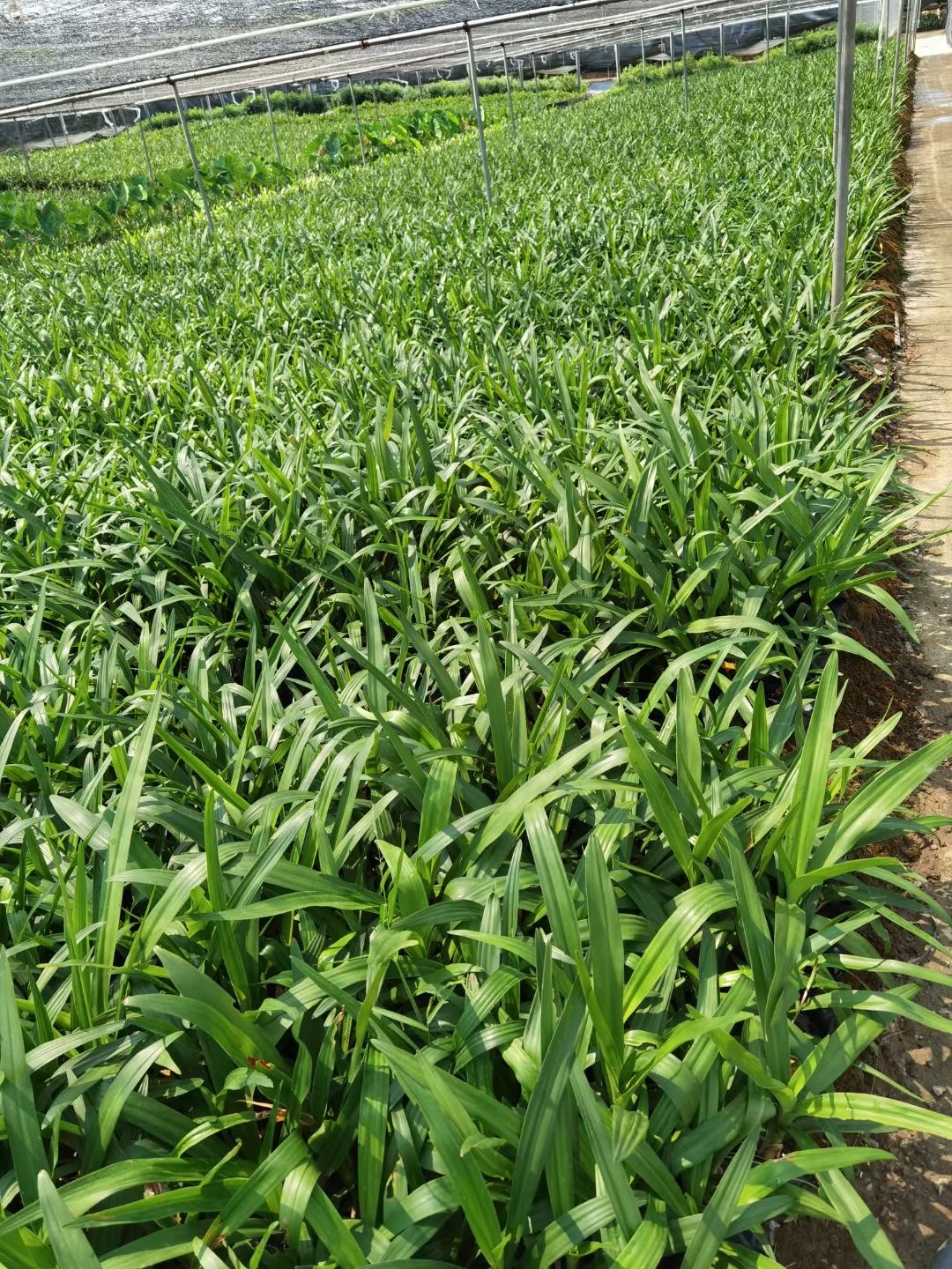 文殊兰  批发出售