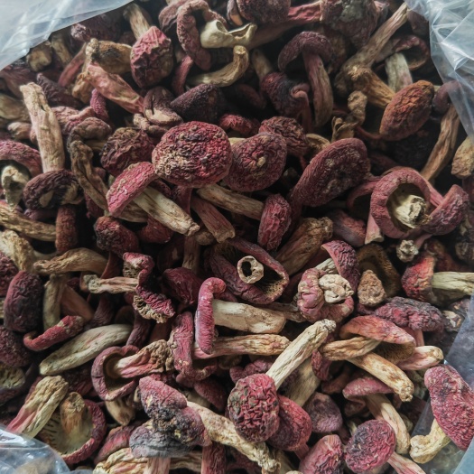正宗野生蓝灰底正红菇正锥菌云南正红菇