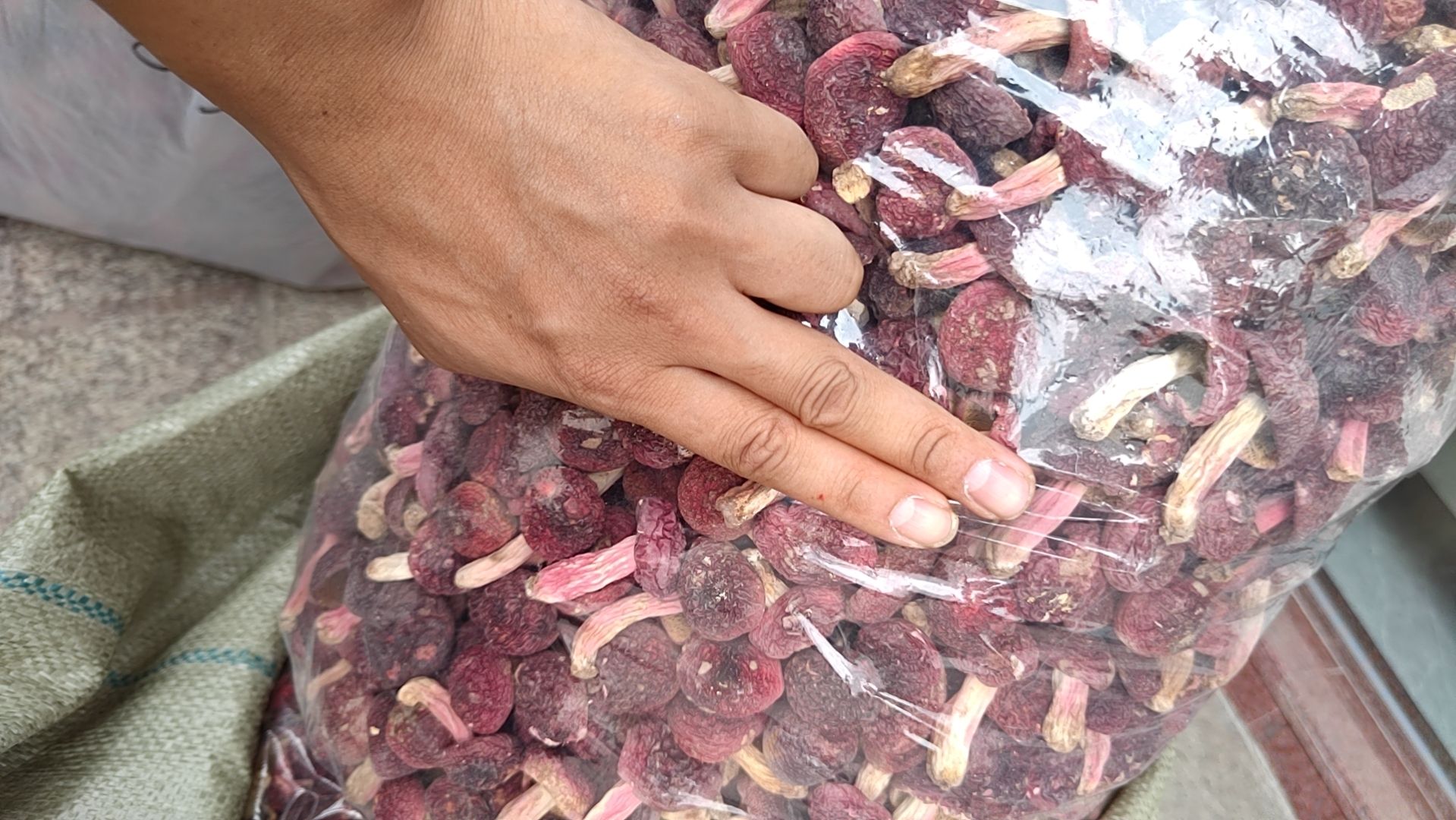 正宗野生蓝灰底正红菇正锥菌云南正红菇