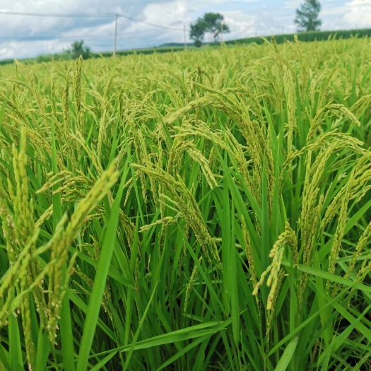 稻米集寒带黑土之肥沃、采夏日骄阳之精华，营养极其丰富