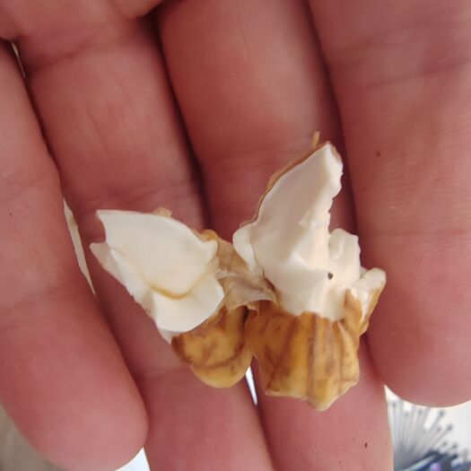 庆阳自己家核桃，庆阳本地，要的可以送货