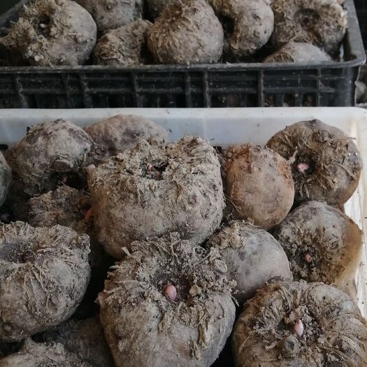 南华县魔芋豆腐
