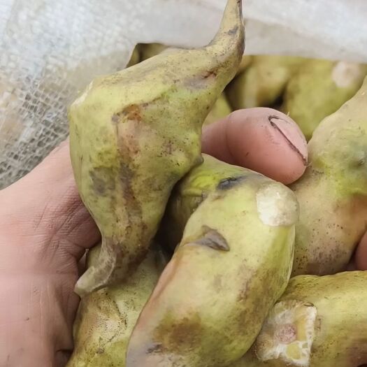 霍邱县菱角