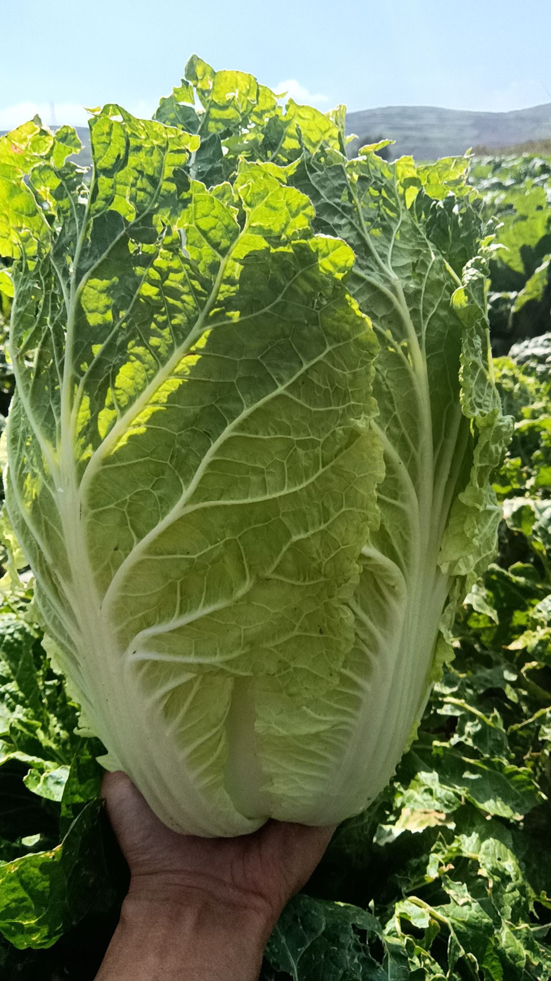 【白菜】优质玲珑黄白菜产地直销 坏单包赔 量大从优