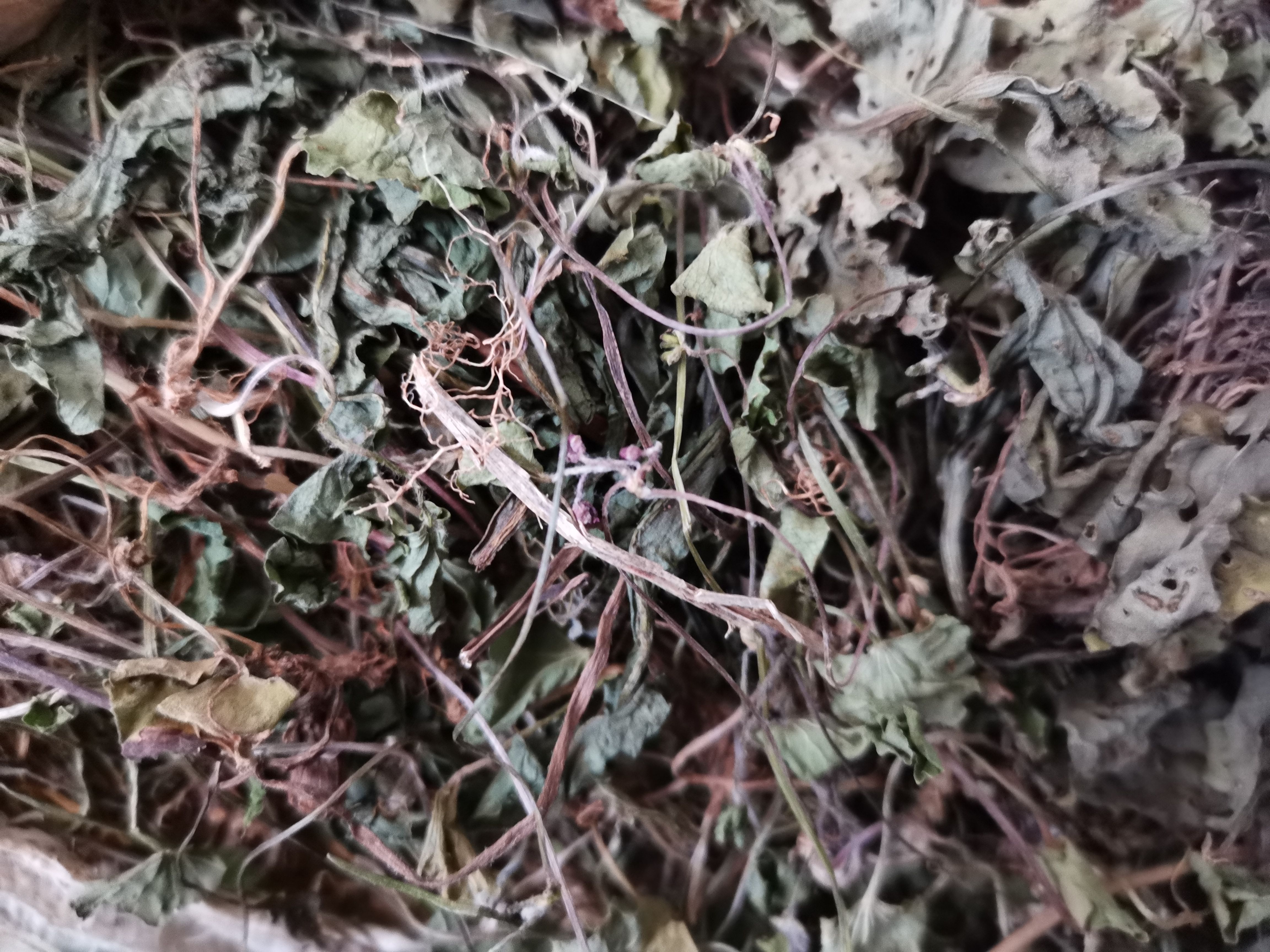 鱼腥草 贵州折耳根叶 全干货无硫晒干非人工种植产地一手货源