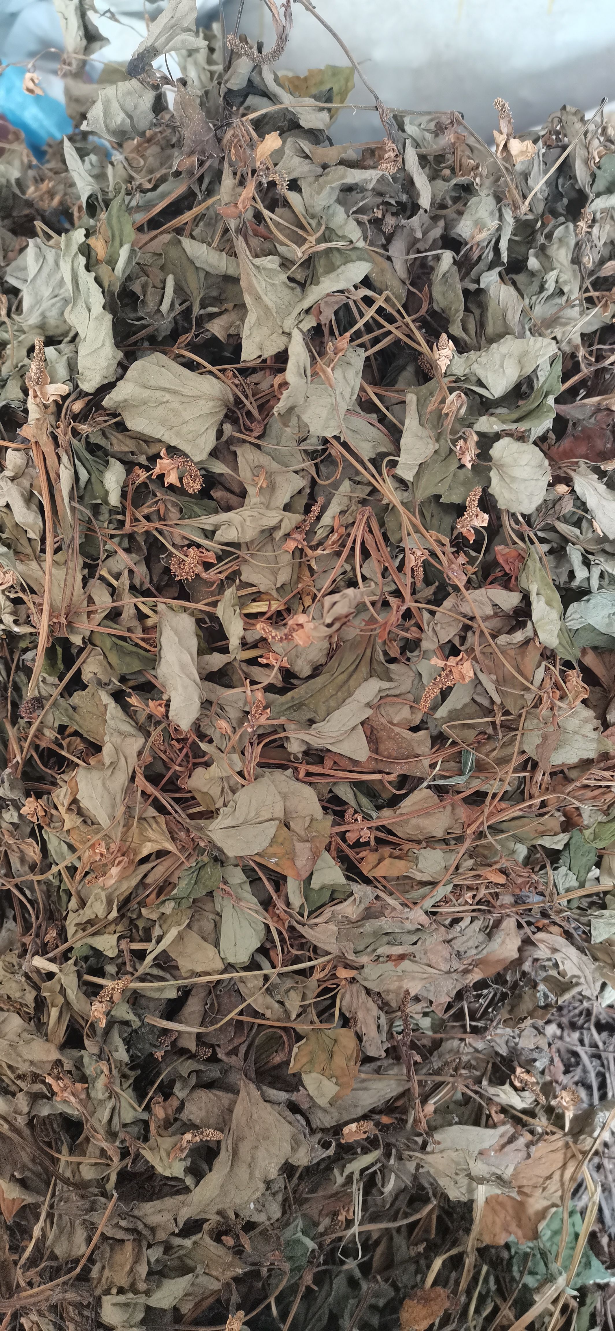 鱼腥草 贵州折耳根叶 全干货无硫晒干非人工种植产地一手货源