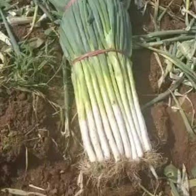 蔚县高白大葱