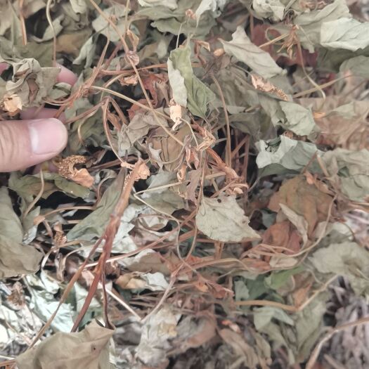兴仁市鱼腥草 贵州折耳根叶 全干货无硫晒干非人工种植产地一手货源