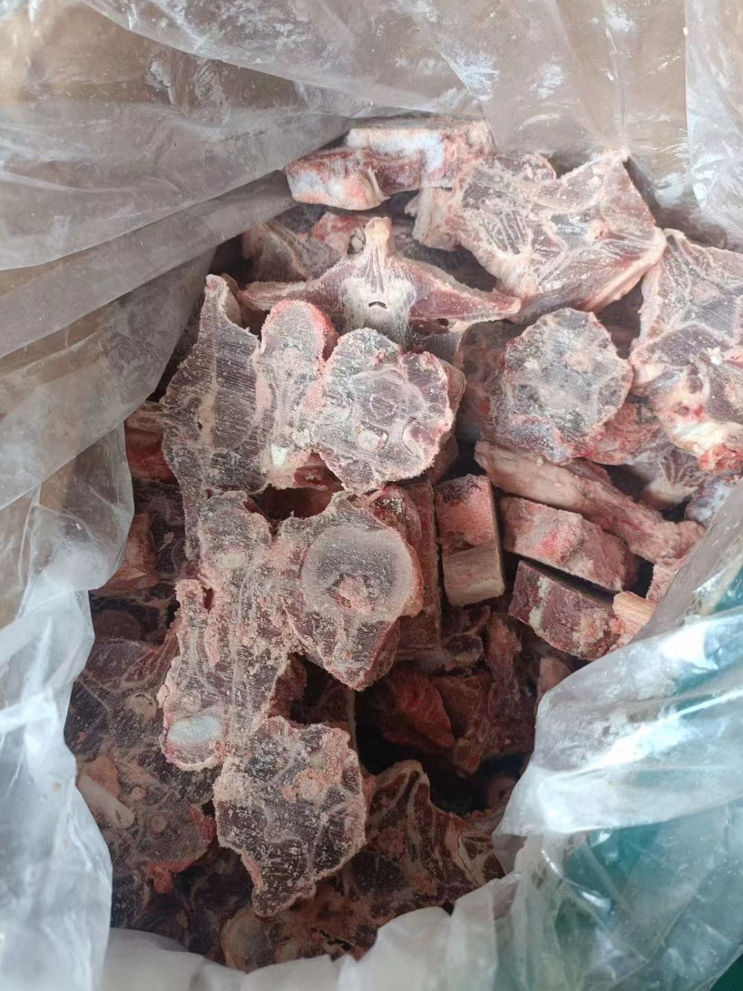多肉羊蝎子