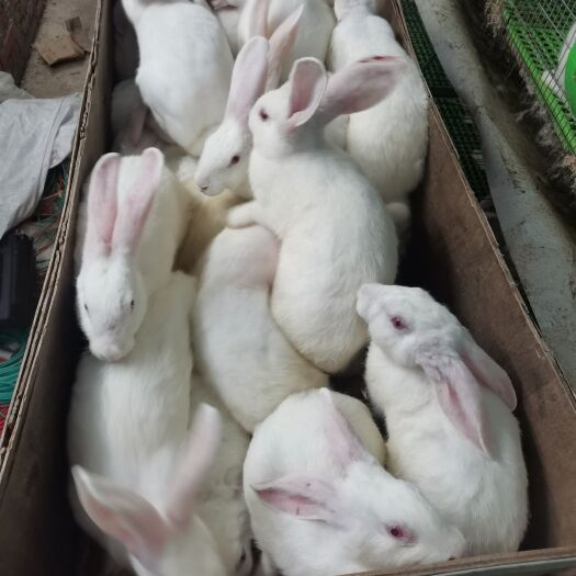 大竹县肉兔，种兔，