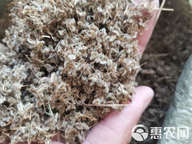 鹤虱 正品南鹤虱【假一赔十】