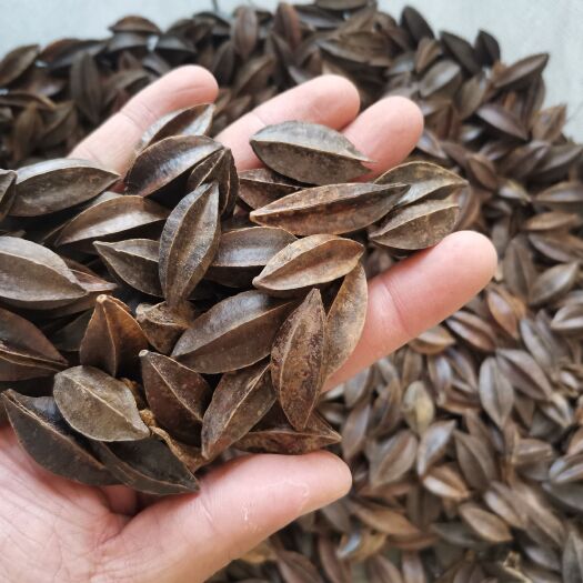 亳州使君子 正品使君子【假一赔十】