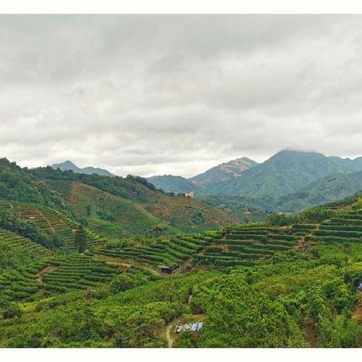 高山茶园