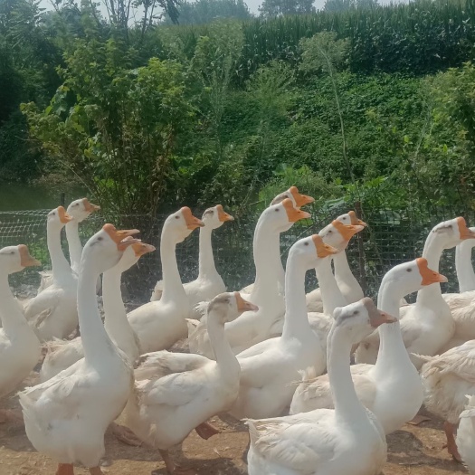 织金县出售大鹅，新鲜白条鹅，
