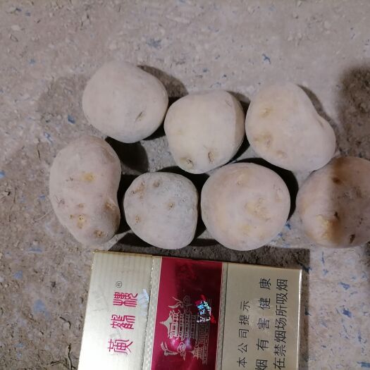 恩施市高山小土豆！马尔科