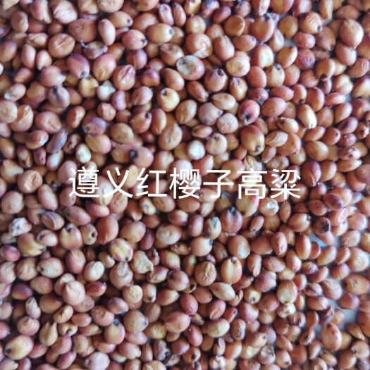遵义红缨子