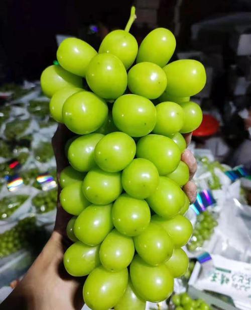 五河县阳光玫瑰