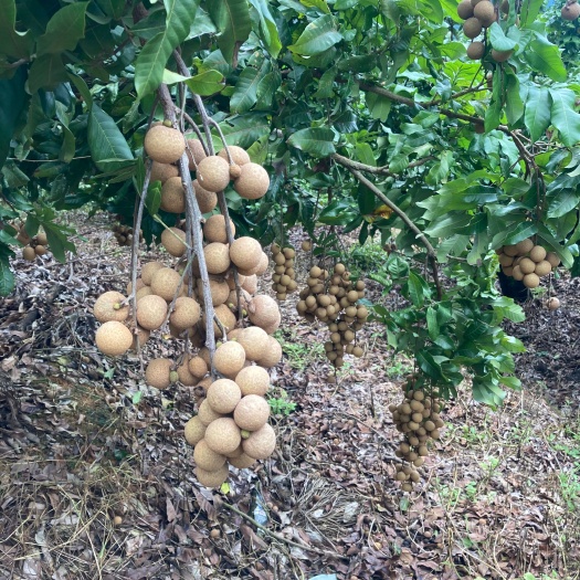 厦门同安凤梨穗龙眼