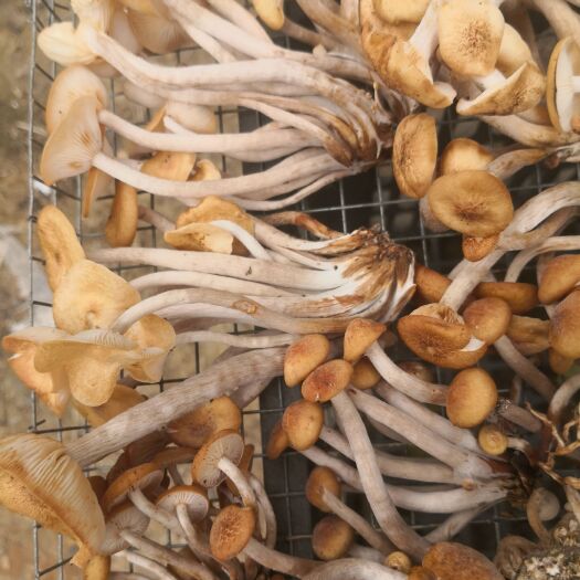 剑阁县茶树菇 高山树林自然生长