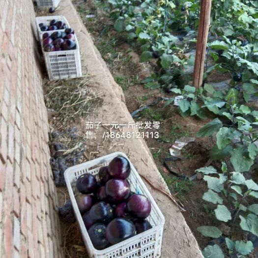 喀喇沁旗新鲜圆茄子