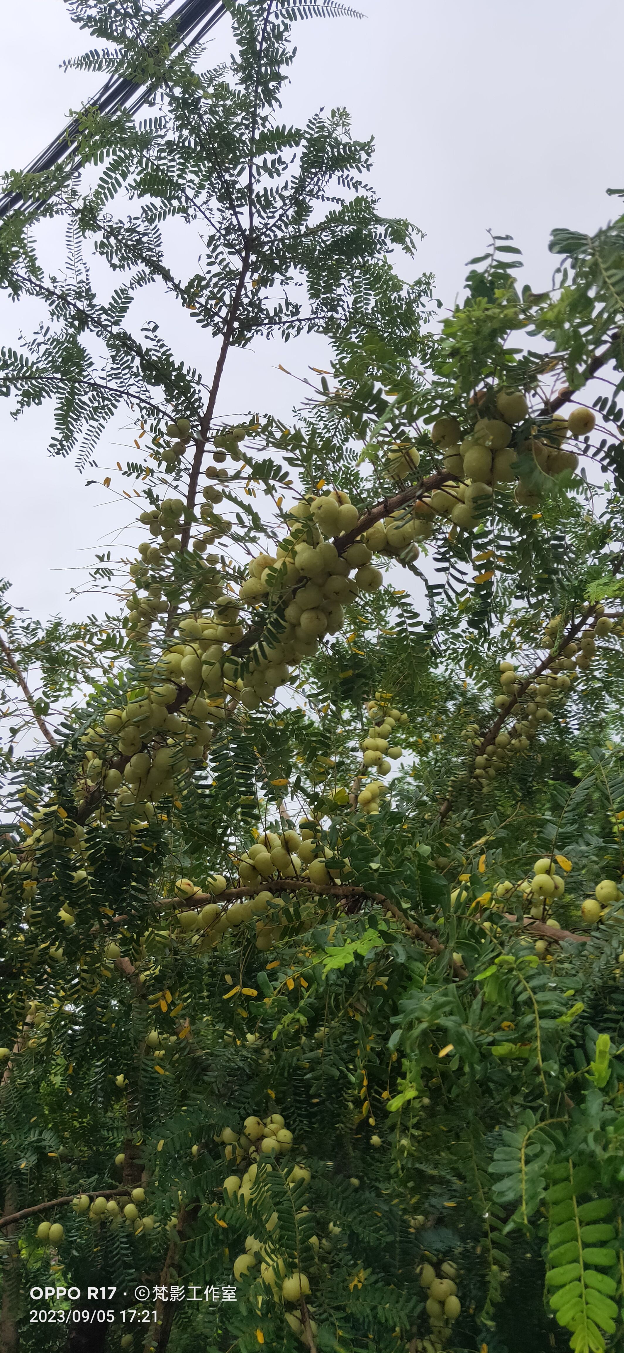 油柑果一级果市场货