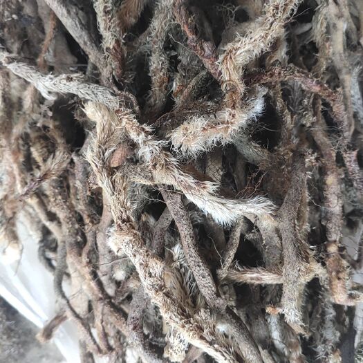 云南白毛骨碎补鲜货