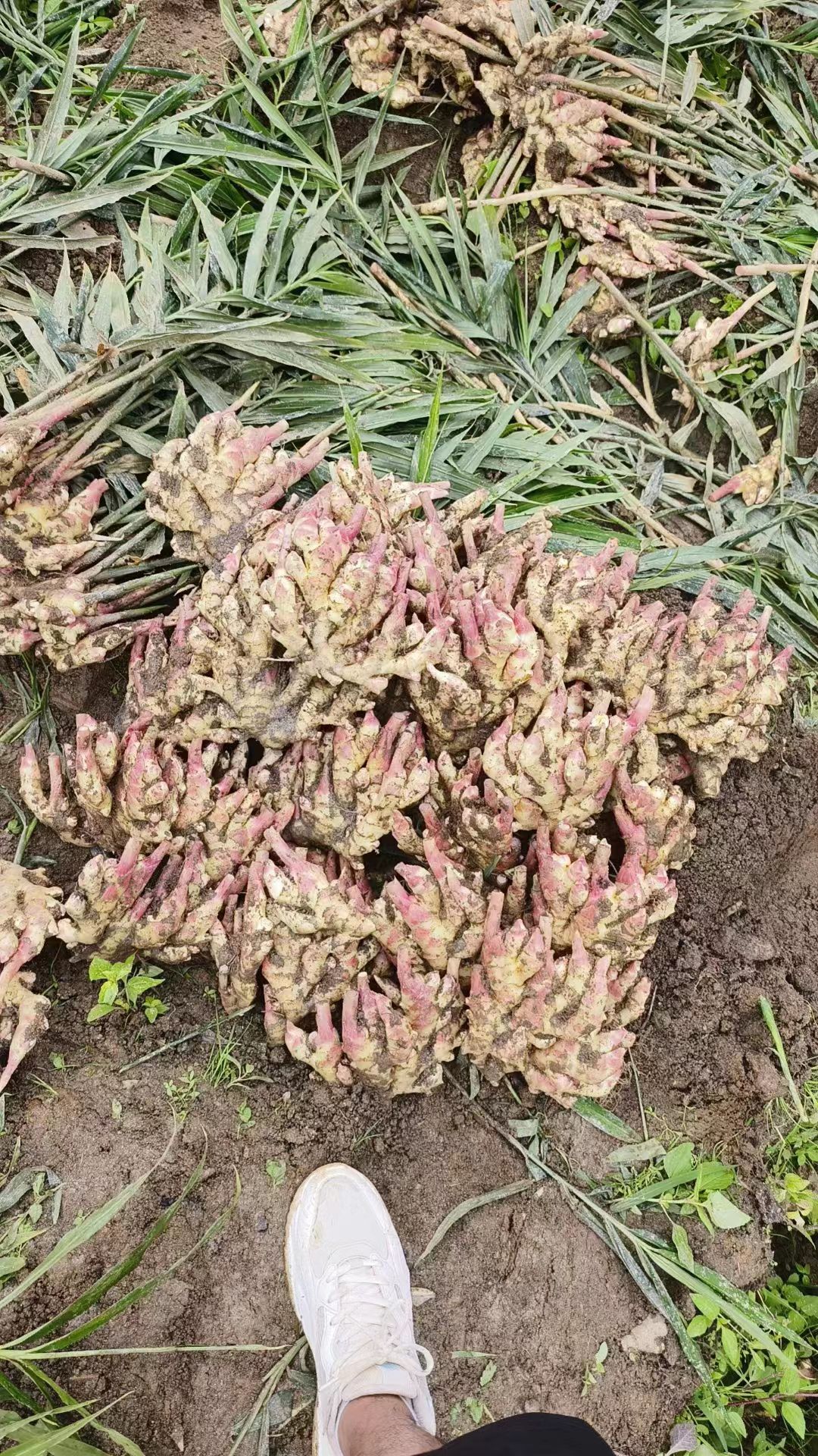 沂水县山东鲜姜产地一手货源 大黄姜 小黄姜 水洗鲜姜 带泥鲜姜
