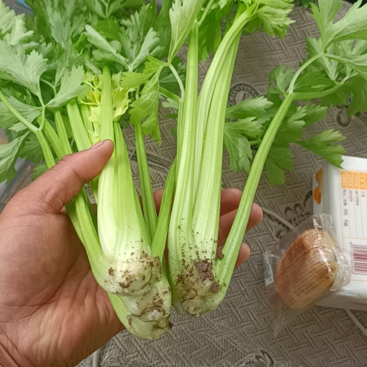 芹菜，西芹，中小颗芹菜