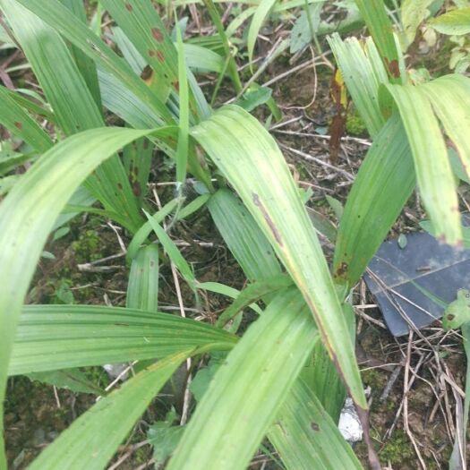金沙县白芨