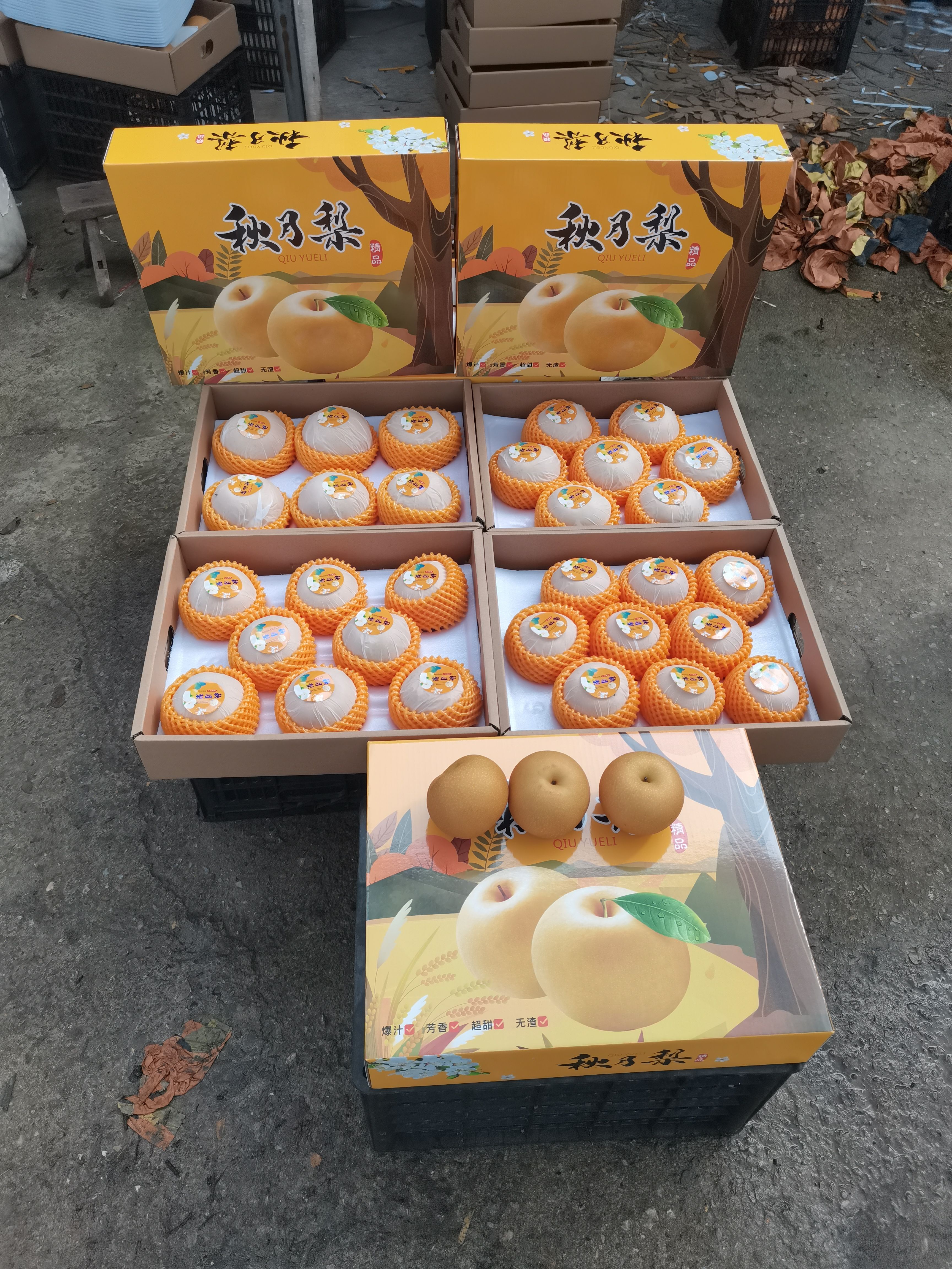 秋月梨 礼盒装 纸箱装 筐装 一手货源 产地直销