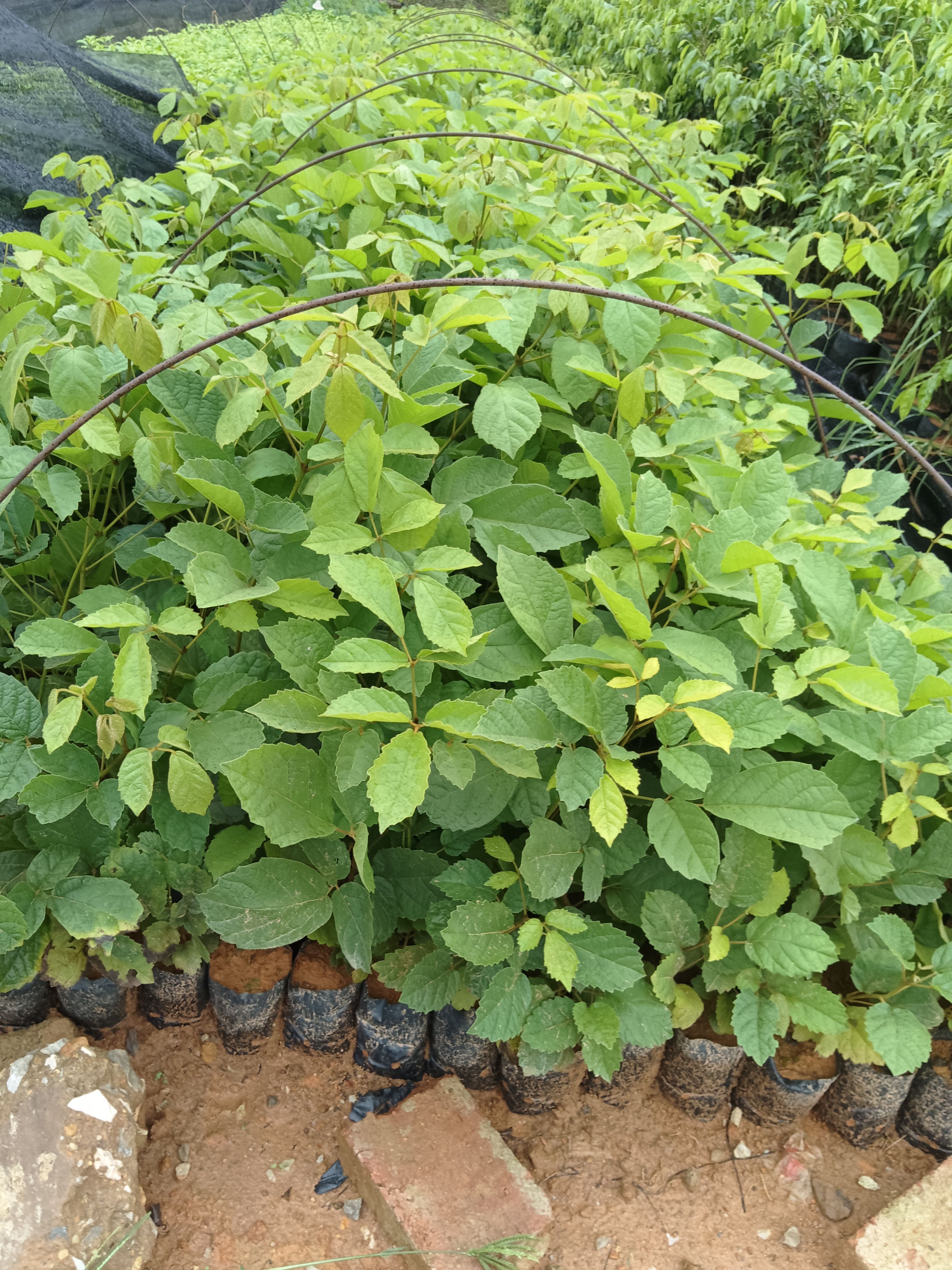 多花黄花风铃木  营养杯苗