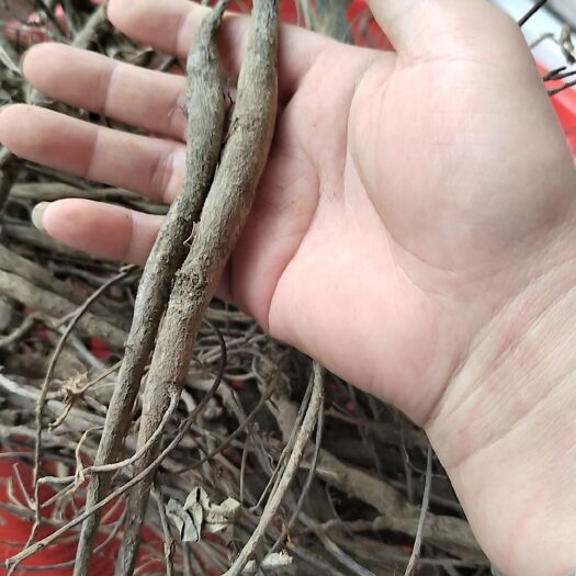 博罗县小叶千斤拔批发