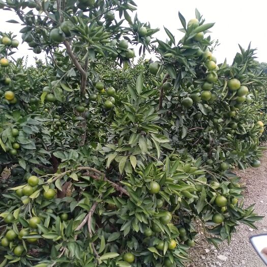 吴江菀坪蜜桔