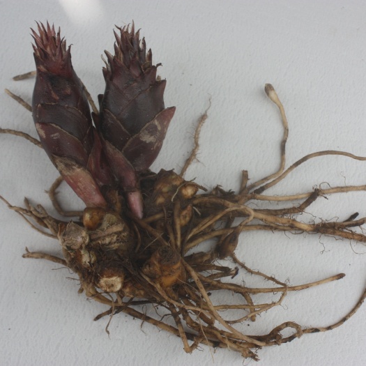 五峰县阳荷根 淡黄色花系老品种 又名洋荷 茗荷 襄荷 满五斤包邮
